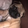 Logo de Pug House